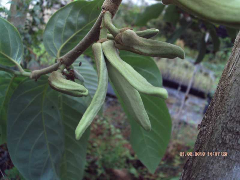 Annona cherimolia